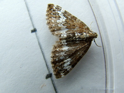 Small Rivulet